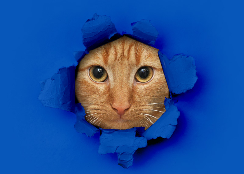 Cat-Blue-1